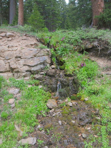 A little roadside spring.